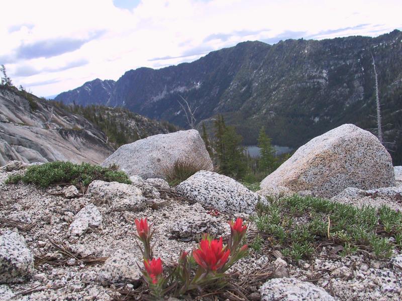 Indian brush a jezrko