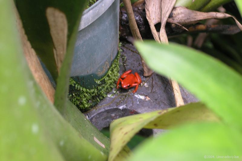 Dart Frog - jedovat abika