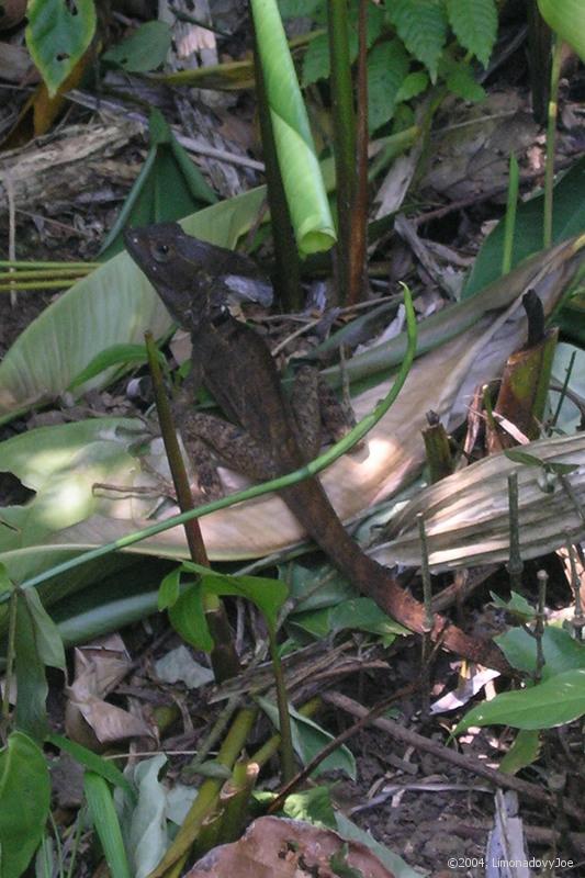 Baziliek-Jesus Christ Lizard