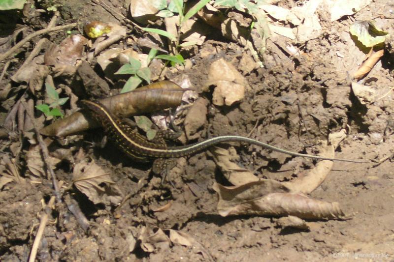 Central American Whiptail