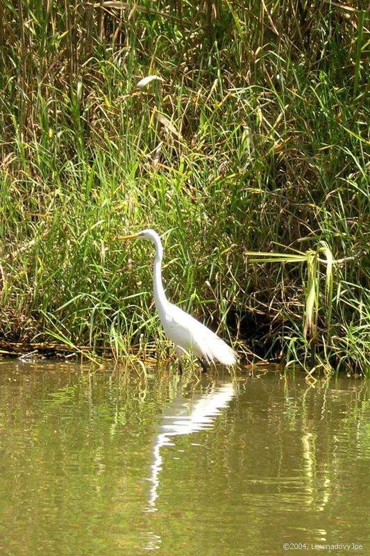 White Heron?