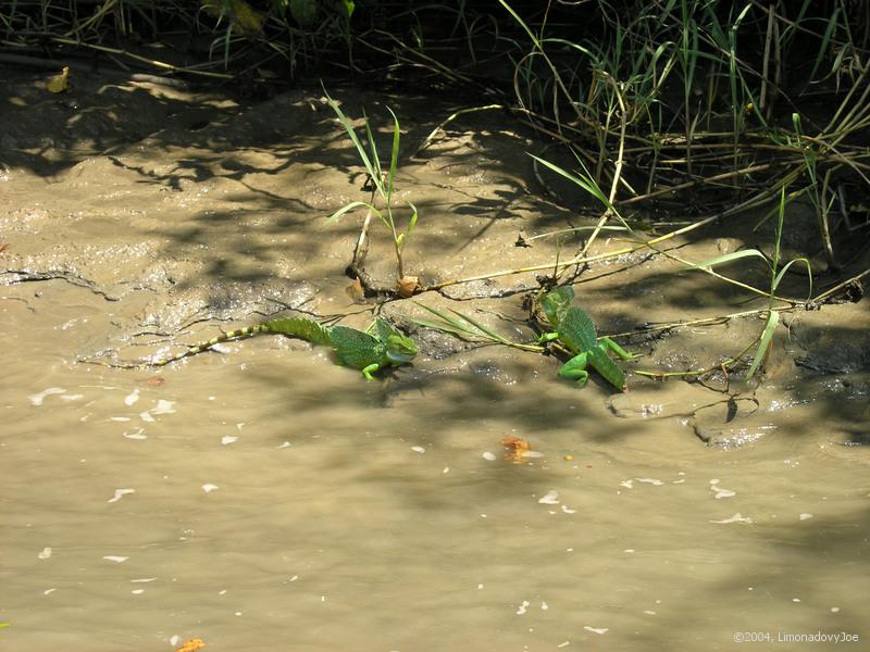 emerald basilisk