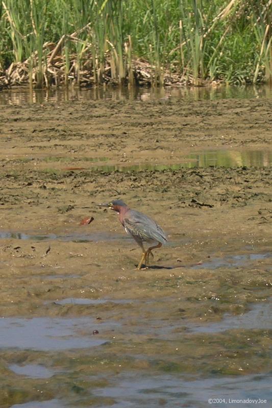 Green Heron