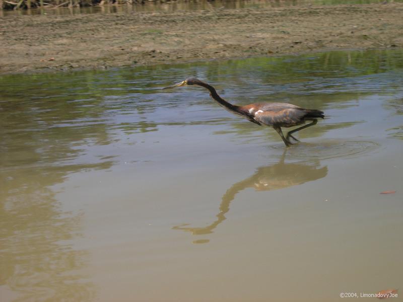 Tiger Heron?