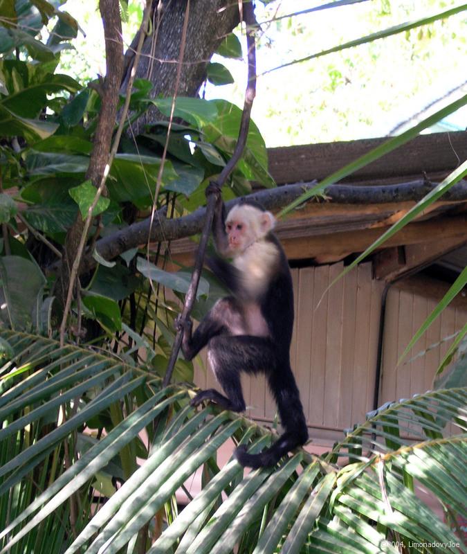 White face Capuchin Monkey - jde na Kapuno