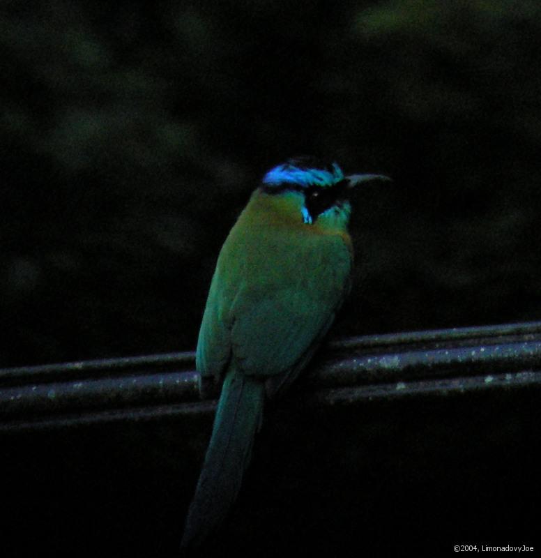 Blue-crowned Motmot 1