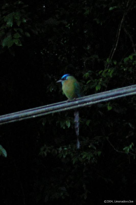 Blue-crowned Motmot 2