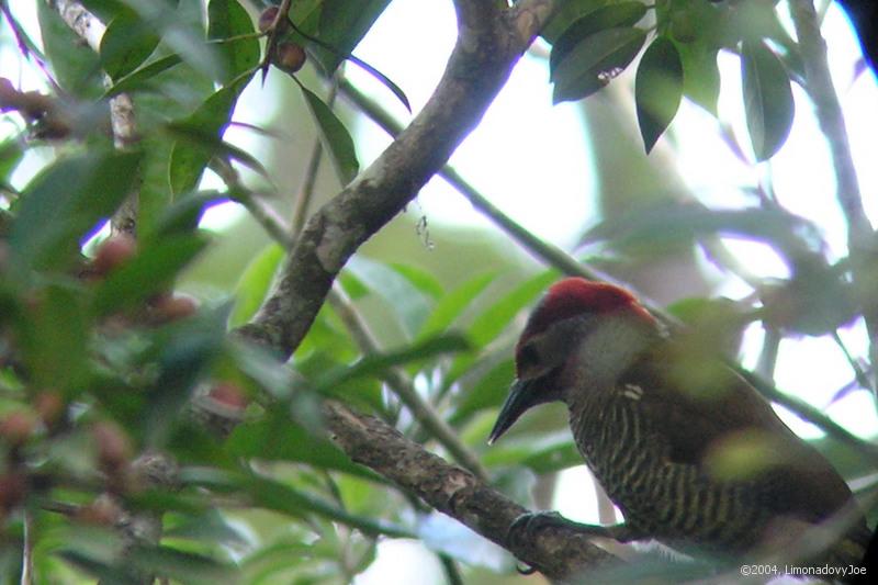 Black-cheeked Woodpecker