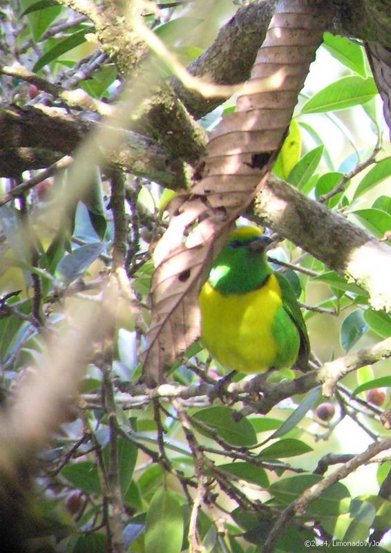 Golden-browed chlorophonia