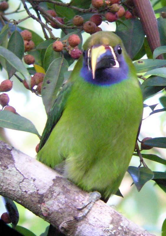 Emerald Toucanet 1