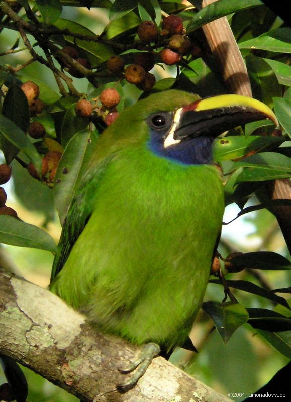 Emerald Toucanet 2