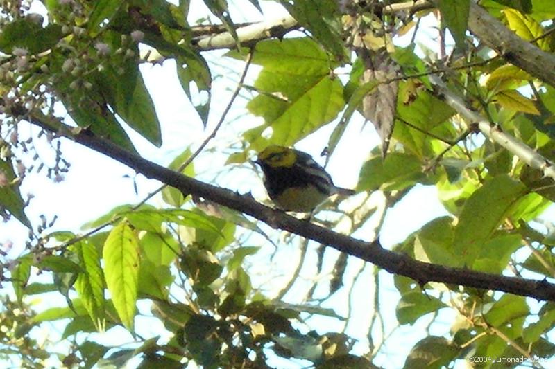 Blackburnian Warbler