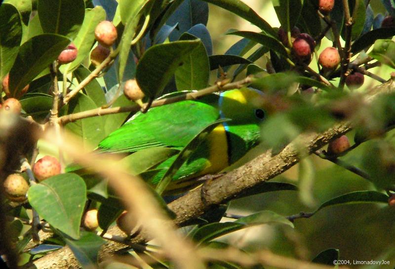 Golden-browed chlorophonia