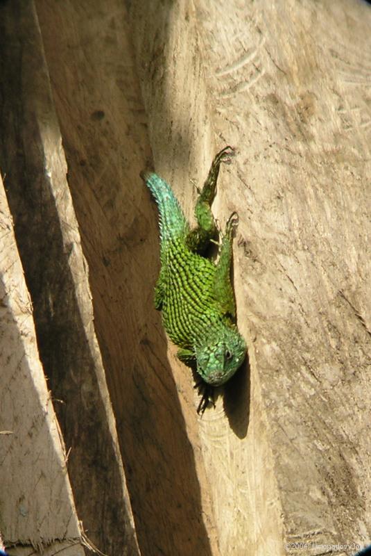 Green Spiny Lizard