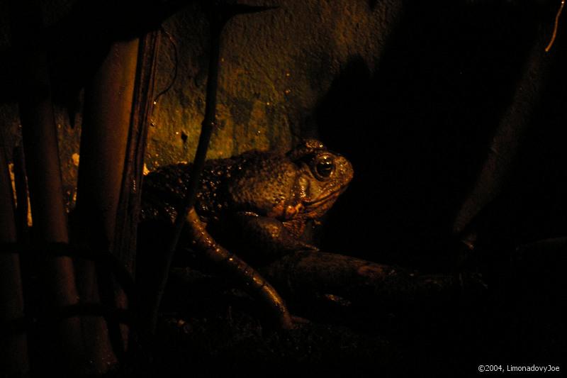 Cane Toad