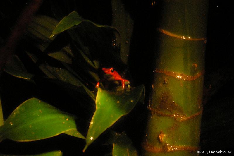 Blue Jeans Dart Frog