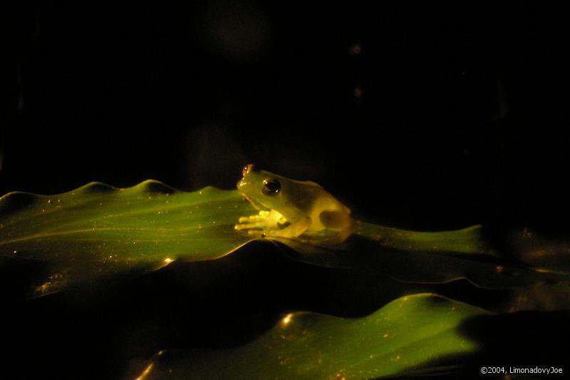 Fleischmann's Glass Frog