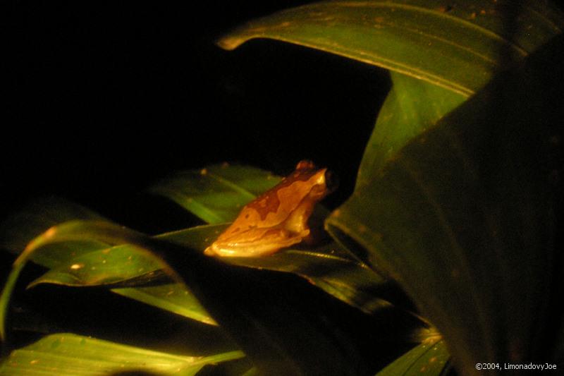 Hourglass Frog