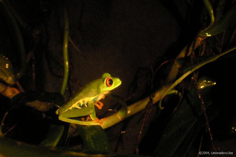 Gaudy Leaf Frog