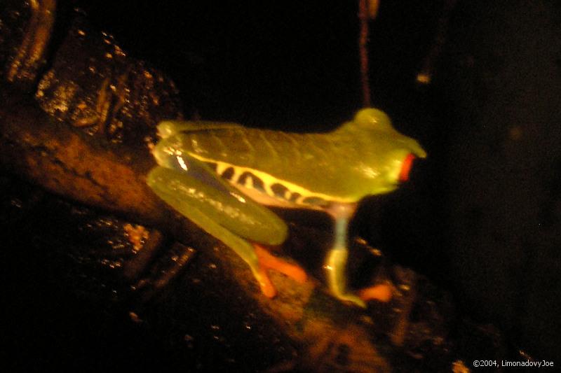 Gaudy Leaf Frog 2