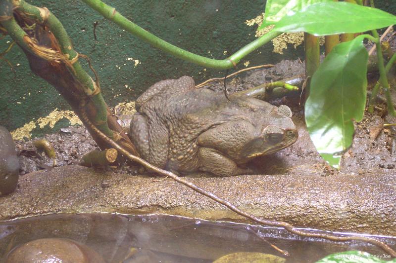 Cane Toad