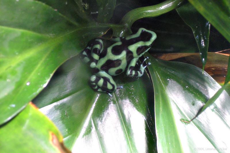 Black and Green Dart Frog