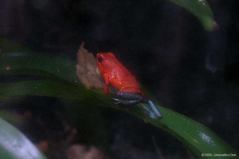 Blue Jeans Dart Frog