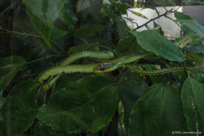 Green Vine Snake ?